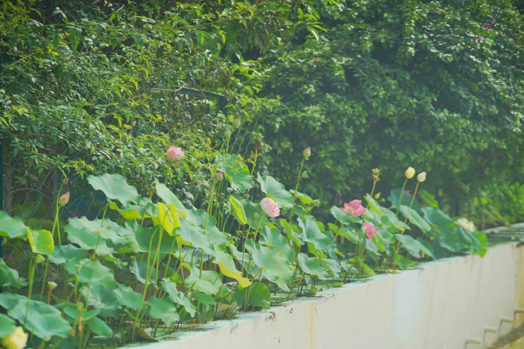 Sukoon - A Wellness Resort, Uttarakhand Chuharpur エクステリア 写真